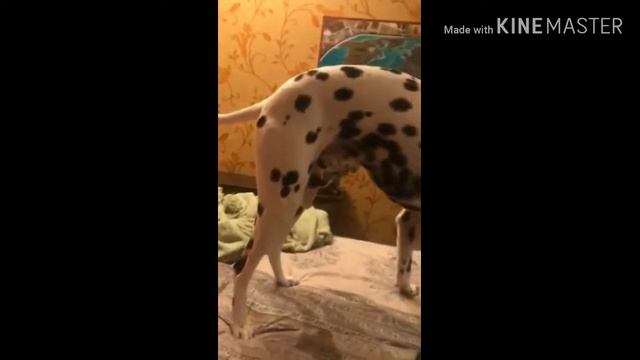 #котенок #долматинец
 Долматинец- Микки Маус и котенок- Мышка🐈🐕