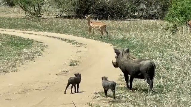 Сафари в Танзании. Национальный Парк Тарангире 17 декабря 2022 года смотреть онлайн