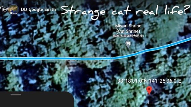 😱 OMG strange cat it's real? 🐈😱🤯 on google maps and google earth 🌎 #map #earth #ddgoogleearth смотреть онлайн