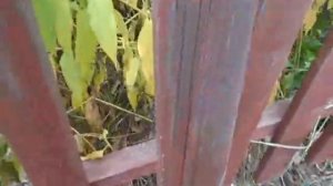Ошибки  при установке штакетника забора