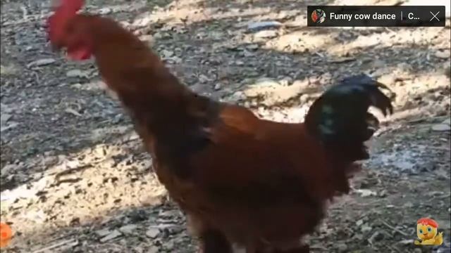 Chicken Dance  Chicken  Song