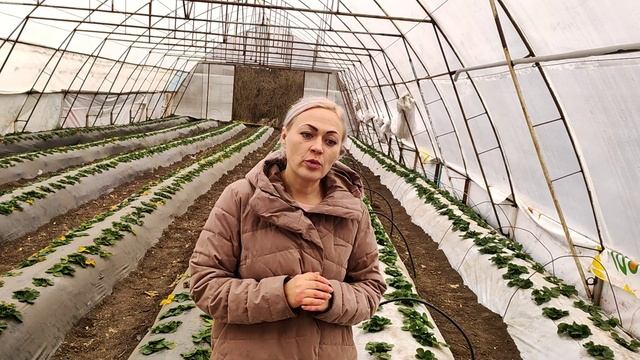 Ягодная ферма в селе. Знакомство) смотреть онлайн