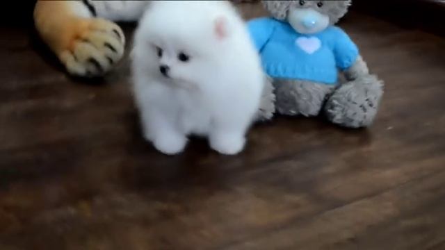 Белый щенок померанского карликового шпица! White puppy Pomeranian Dwarf! смотреть онлайн