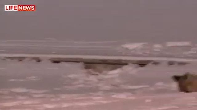 Возле казанского Кремля лиса поймала мышь смотреть онлайн