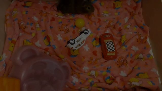 ГОВОРЯЩИЕ МОРСКИЕ СВИНКИ КАК КОТ МАЛЫШ И КОШКА МУРКА. ЖЕЛЕРКА смотреть онлайн