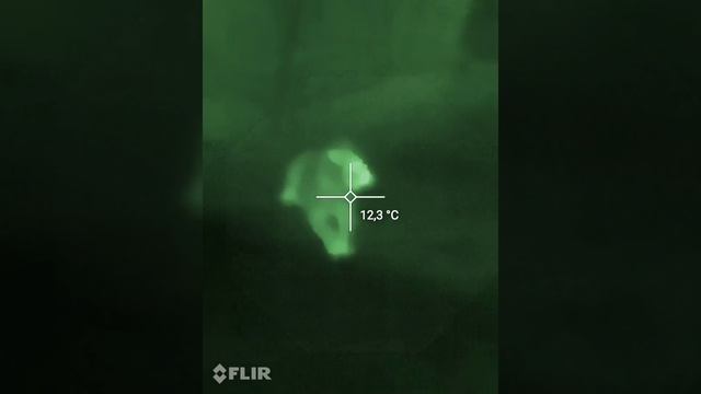 Ночные съёмки своего алабая "Баскервилей". Тепловизор смартфона Blackview9800pro. Опция от FLIR ?? смотреть онлайн