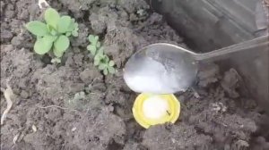 Муравьи и борная кислота. Борьба с муровьями в саду, огороде на участке.