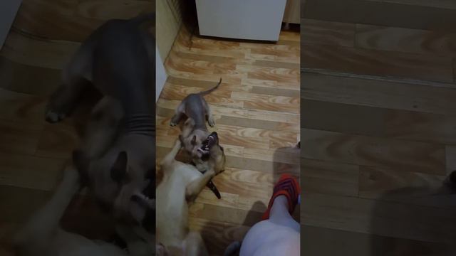 Сфинкс уделывает стаффа смотреть онлайн