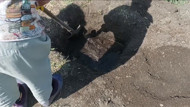 Ель колючая голубая Super Blue Seedling. ?Посадка в грунт. ? смотреть онлайн