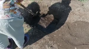 Ель колючая голубая Super Blue Seedling. ?Посадка в грунт. ?