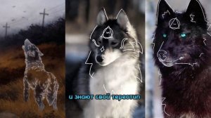 🍃КАК РАЗЛИЧАТЬ КВАДРОБЕРОВ И ТЕРИАНТРОПОВ? И ЧТО ТАКОЕ ТЕРЕОТИП?🍃  (Читайте описание)