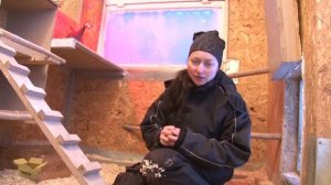 Цесарка: Содержании цесарок на приусадебном участке.