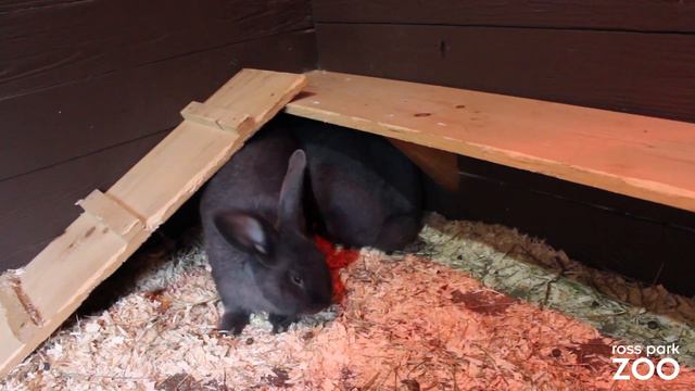 Animal Spotlight: Flemish Giant Rabbit смотреть онлайн