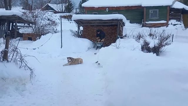 Я сегодня лодырь,не идут дела🤣🤣🤣Маме 78💖💖💖 смотреть онлайн