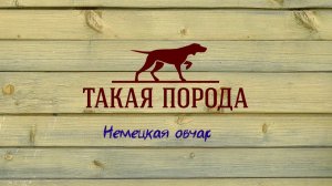 Такая порода. Немецкая овчарка