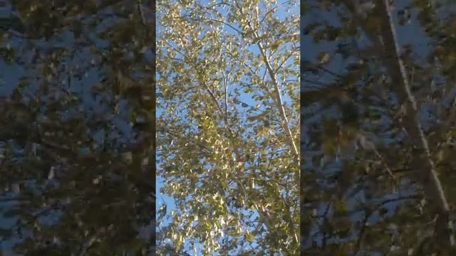 Осенний тополь смотреть онлайн