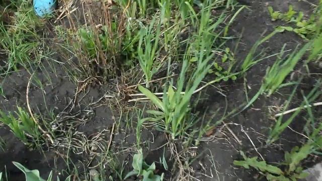 Растут сами по себе: бадан, горный чеснок, ревень. смотреть онлайн