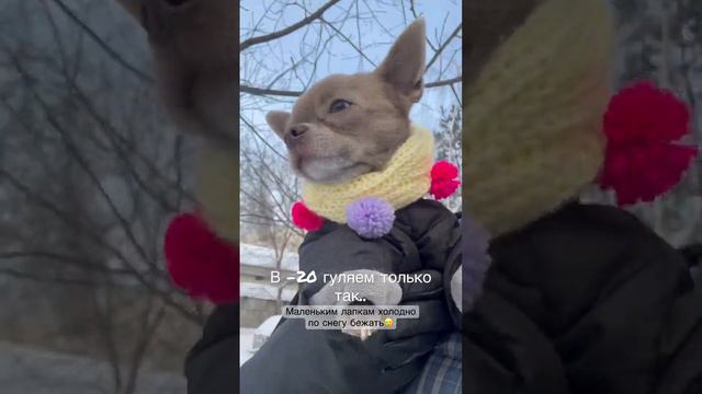 Гуляем с чихуахуа зимой #chihuahua #чихуахуа #doglife #cutedog #cute #шортс #shortsvideo #walking смотреть онлайн