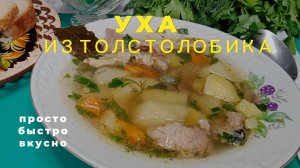 Уха из головы толстолобика. Вкусный рецепт приготовления ухи в домашних условиях.