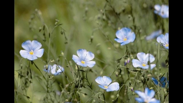 Цветы на лугу Расслабляющая Спокойная Музыка и Звуки природы смотреть онлайн