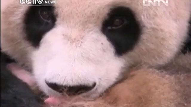 2-year-old Giant Panda Cub To Be Released Into Nature Reserve