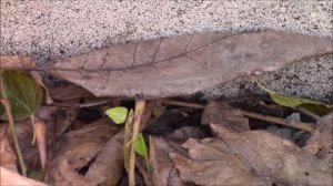 Кизильник.  Размножить кизильник семенами!