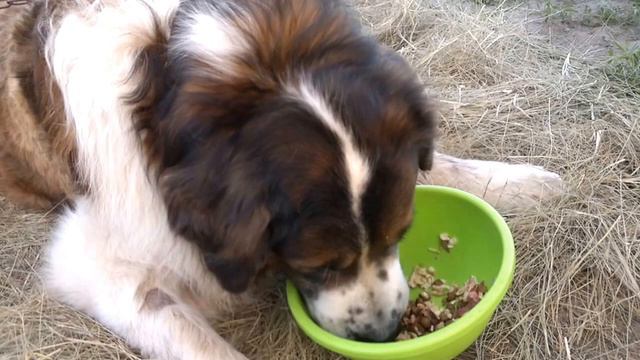 Москвич Веня смотреть онлайн