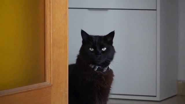 Ходит посмотреть, как устроился бывший муж... смотреть онлайн