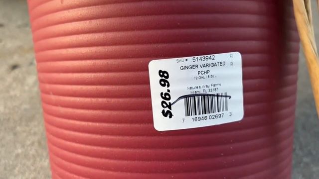 Lowes Houseplant Fall Clearance Shopping смотреть онлайн