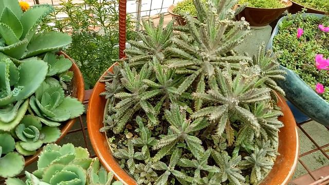 Plant Tour Sa Ating Garden | Request Fr New Subscriber Ms. Allit Grace Eleptico | Adelina G. Losegr