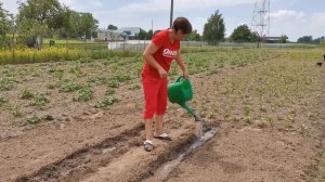 Посадка Огурцов в грунт БАБУШКИНЫМ методом