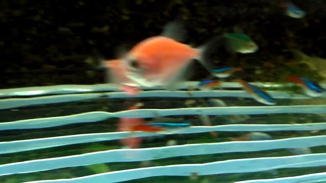 СОМИКИ - КОРИДОРАСЫ - содержание и разведение. смотреть онлайн