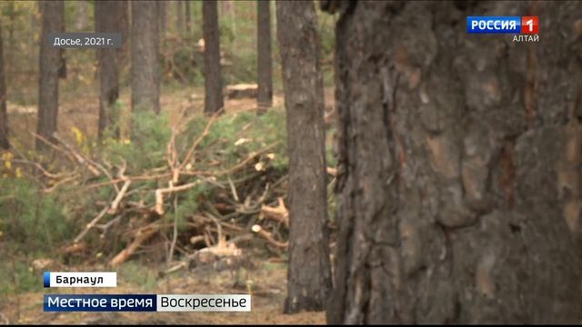 Прокуратура взыскала более 20 млн рублей с «Алтайлеса» за незаконную вырубку деревьев в Барнауле смотреть онлайн