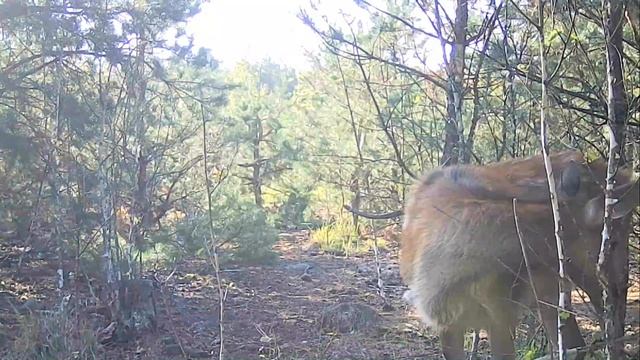 Female sika deer смотреть онлайн
