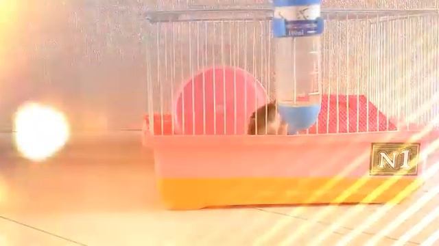 Мой хомяк🐹🐹😄 смотреть онлайн