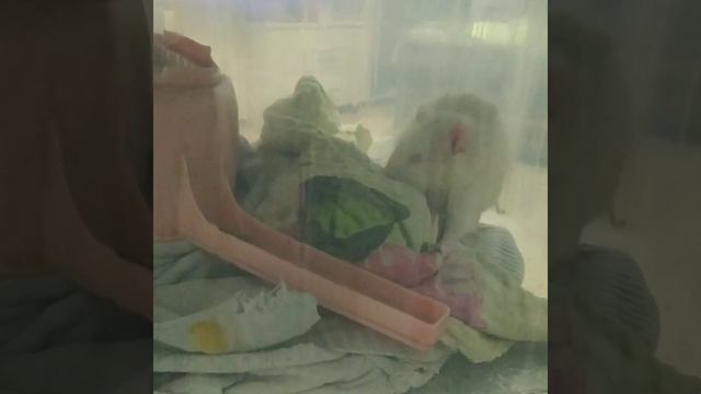 КРЫСКИ:Как можно сделать ингаляцию крыске,если нет ингалятора.?? смотреть онлайн