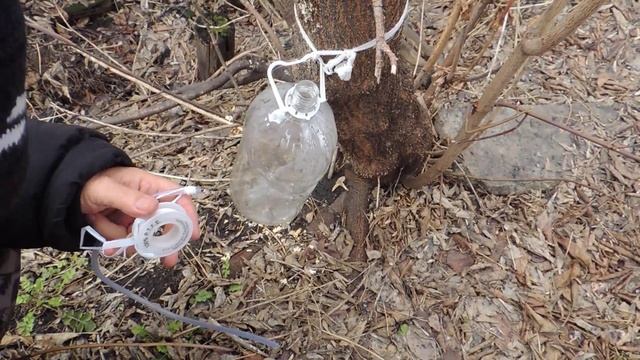 Сбор кленового сока.Нюансы. смотреть онлайн