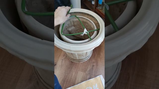 Спелый ананас. Часть 1. смотреть онлайн