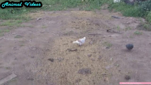 Приколы с животными №162 Кот акула утенок и собака Смешные животные Animal videos смотреть онлайн
