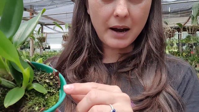 Hadrolaelia pumila X Hadrolaelia praestans смотреть онлайн