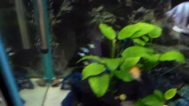 мой аквариум стурисомы скалярии сом 397 смотреть онлайн