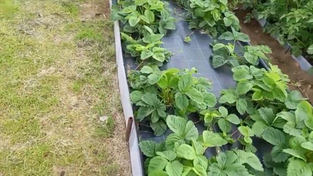 Земляника садовая крупноплодная (клубника). Сроки посадки смотреть онлайн
