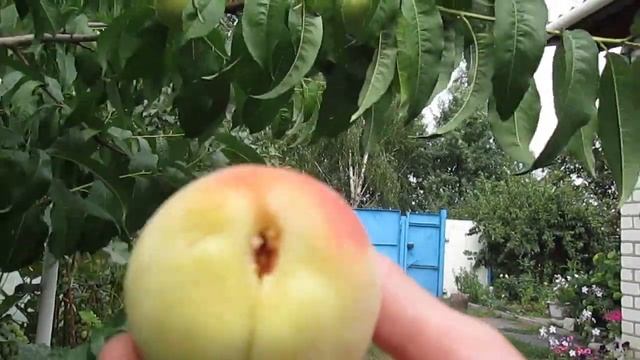 Персики в саду! Как растут и зреют персики! Воронежская область! смотреть онлайн