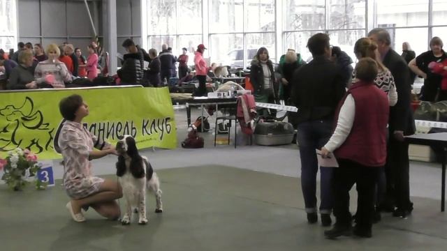 2016 Чемпионат Спаниель Клуба  Часть №1 Спрингер спаниели