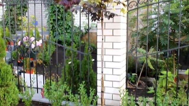 Два сорта под одной кроной. Клен остролистный. смотреть онлайн