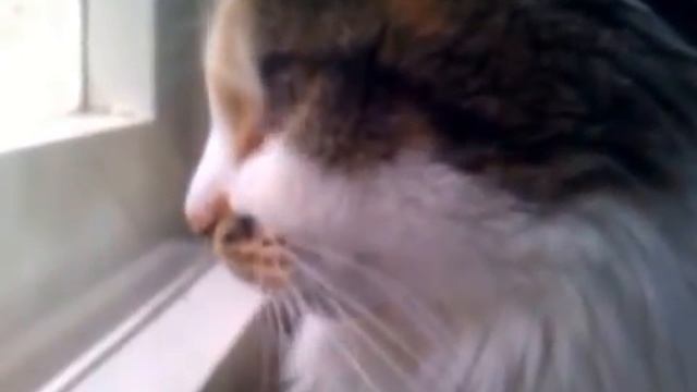 Котик разговаривает смотреть онлайн