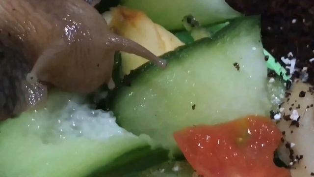 Улитки ахатины кушают