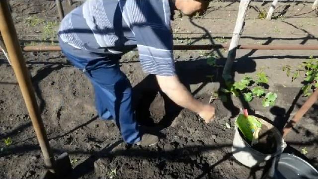 Высадка годовалых саженцев винограда. смотреть онлайн