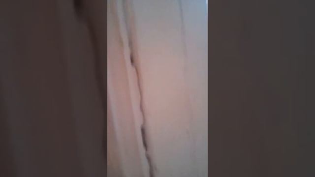 Как правильно ухаживать за шиншиллой Что нужно шиншиллам для хорошего образа жизни смотреть онлайн