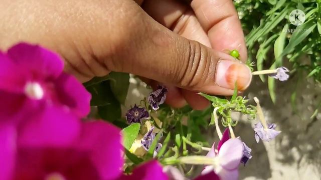 Phlox Seasonal flowering plant care & Propagation in Hindi/Urdu смотреть онлайн